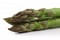 asparagus_184234.jpg